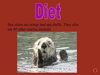 Sea otters eat octopi and sea shells. They also
eat 40 other marine animals.
 