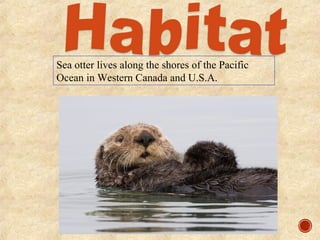 Sea otter lives along the shores of the Pacific
Ocean in Western Canada and U.S.A.
 