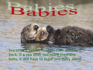 Sea otter’s babies float on their mother’s
back. If a sea otter has more then one
baby, it will have to leave one baby alone.
 