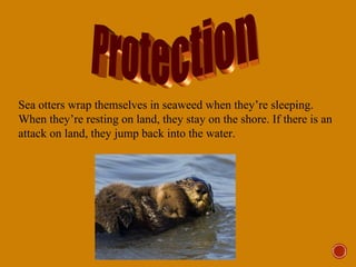 Sea otters wrap themselves in seaweed when they’re sleeping.
When they’re resting on land, they stay on the shore. If there is an
attack on land, they jump back into the water.
 
