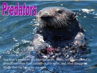 Sea otter’s predators are humans. In the 1800s, laws were passed to
protect sea otters from extinction. Oil spills, and other dangerous
things that can harm the sea otter.
 