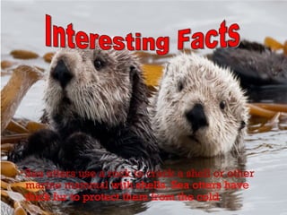 Sea otters use a rock to crack a shell or other
marine mammal with shells. Sea otters have
thick fur to protect them from the cold.
 
