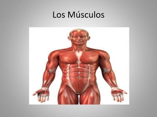 Los Músculos
 