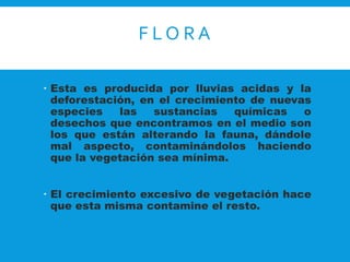 F L O R A 
 Esta es producida por lluvias acidas y la 
deforestación, en el crecimiento de nuevas 
especies las sustancias químicas o 
desechos que encontramos en el medio son 
los que están alterando la fauna, dándole 
mal aspecto, contaminándolos haciendo 
que la vegetación sea mínima. 
 El crecimiento excesivo de vegetación hace 
que esta misma contamine el resto. 
 