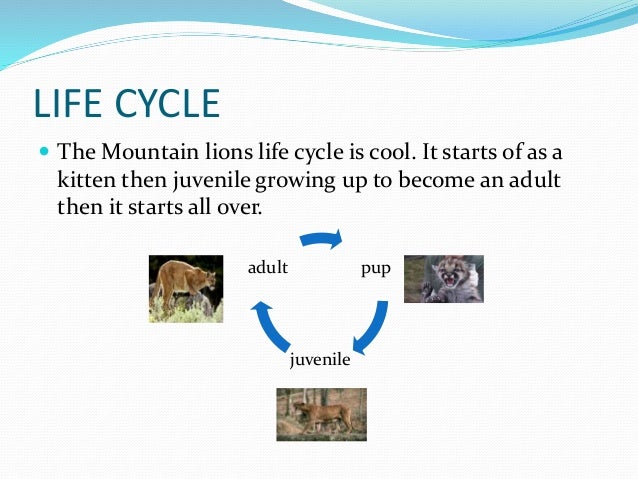 puma life cycle