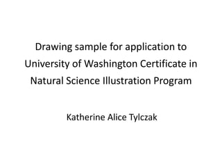 Drawing sample for application to
University of Washington Certificate in
Natural Science Illustration Program
Katherine Alice Tylczak
 