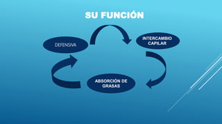 SU FUNCIÓN
DEFENSIVA
INTERCAMBIO
CAPILAR
ABSORCIÓN DE
GRASAS
 
