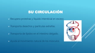 SU CIRCULACIÓN
 Recupera proteínas y líquido intersticial en exceso.
 Transporta desechos y partículas extrañas.
 Transporta de lípidos en el intestino delgado.
 Ayuda al movimiento natural de los músculos.
 