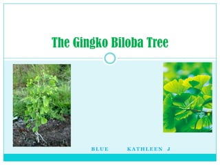 Blue         Kathleen  J The Gingko Biloba Tree 