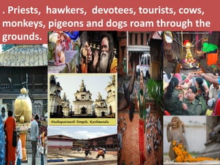 . Priests, hawkers, devotees, tourists, cows, monkeys, pigeons and dogs roam through the grounds.  