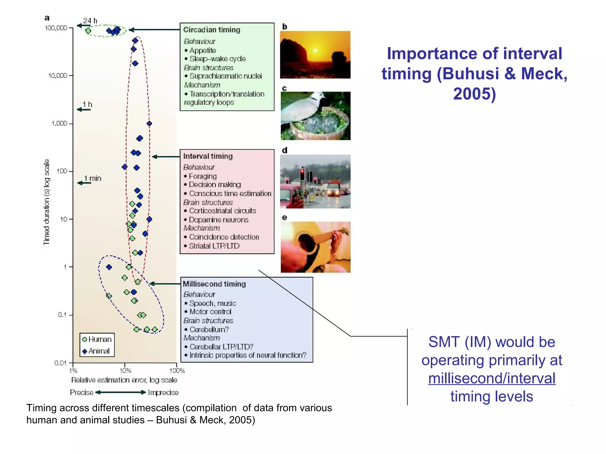 Timing across different timescales (compilation of data from various
human and animal studies – Buhusi & Meck, 2005)
Importance of interval
timing (Buhusi & Meck,
2005)
SMT (IM) would be
operating primarily at
millisecond/interval
timing levels
 