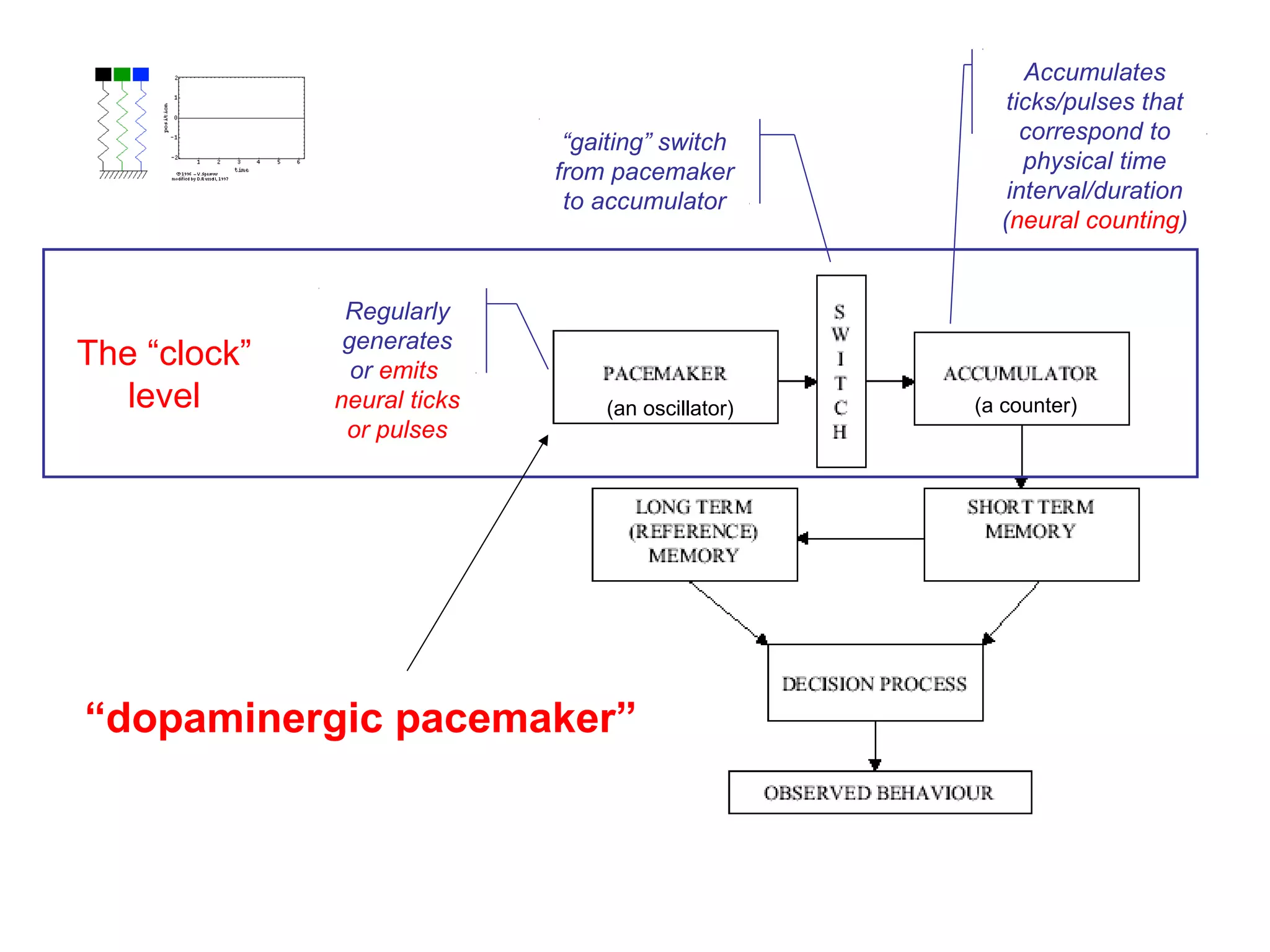 The “clock”
level
Regularly
generates
or emits
neural ticks
or pulses
“gaiting” switch
from pacemaker
to accumulator
Accumulates
ticks/pulses that
correspond to
physical time
interval/duration
(neural counting)
“dopaminergic pacemaker”
(an oscillator) (a counter)
 