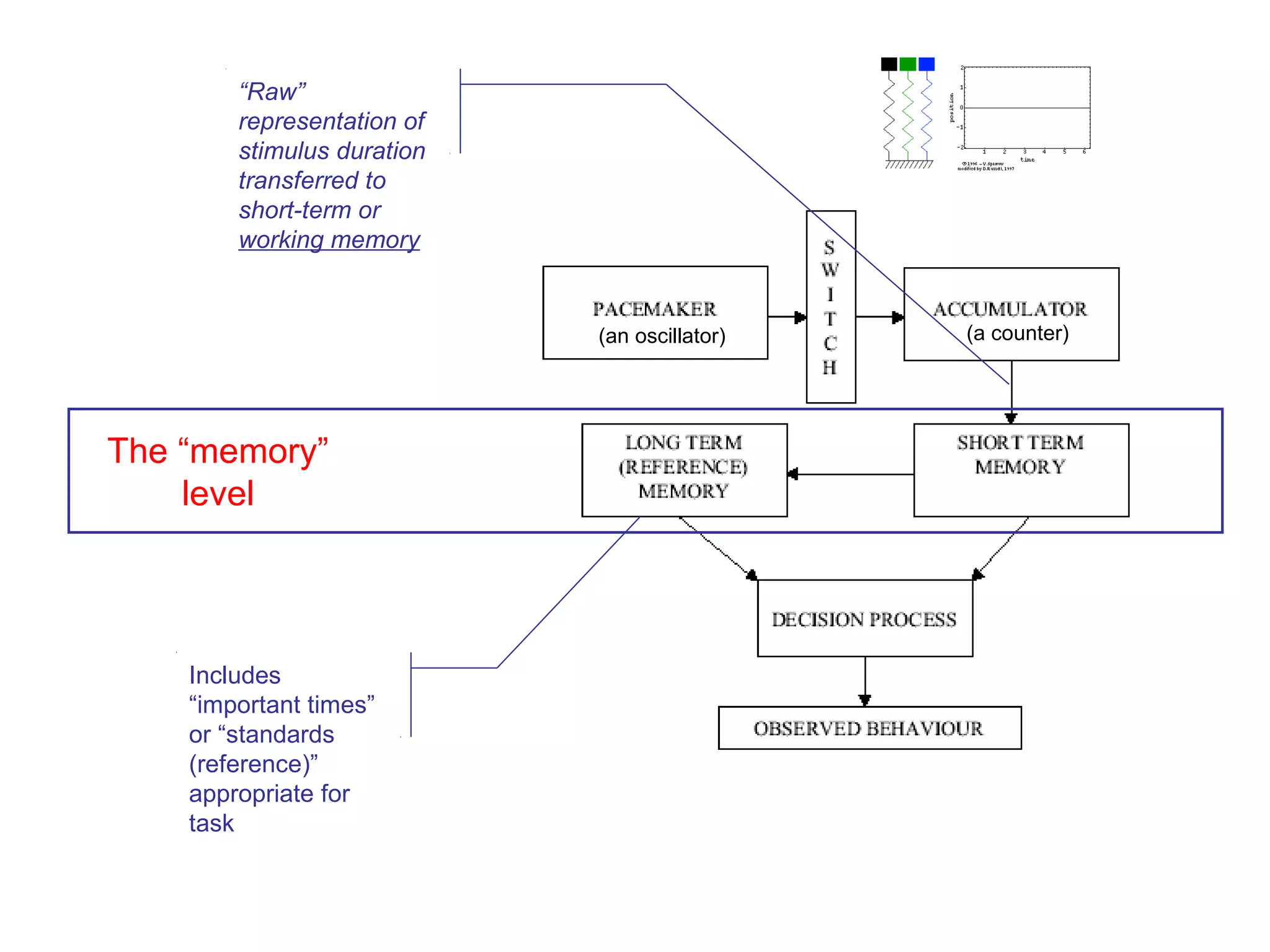 The “memory”
level
“Raw”
representation of
stimulus duration
transferred to
short-term or
working memory
Includes
“important times”
or “standards
(reference)”
appropriate for
task
(an oscillator) (a counter)
 