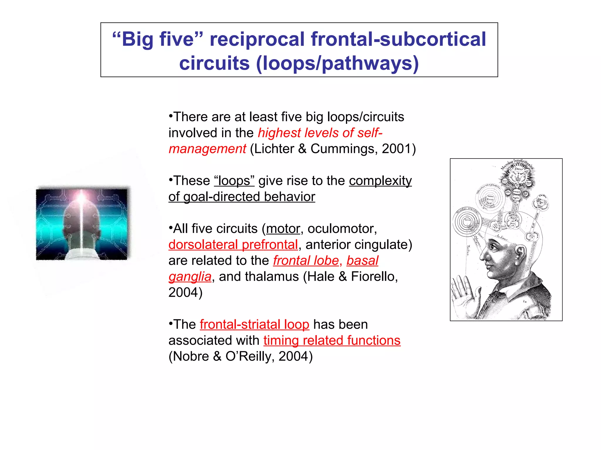 “Big five” reciprocal frontal-subcortical
circuits (loops/pathways)
•There are at least five big loops/circuits
involved in the highest levels of self-
management (Lichter & Cummings, 2001)
•These “loops” give rise to the complexity
of goal-directed behavior
•All five circuits (motor, oculomotor,
dorsolateral prefrontal, anterior cingulate)
are related to the frontal lobe, basal
ganglia, and thalamus (Hale & Fiorello,
2004)
•The frontal-striatal loop has been
associated with timing related functions
(Nobre & O’Reilly, 2004)
 
