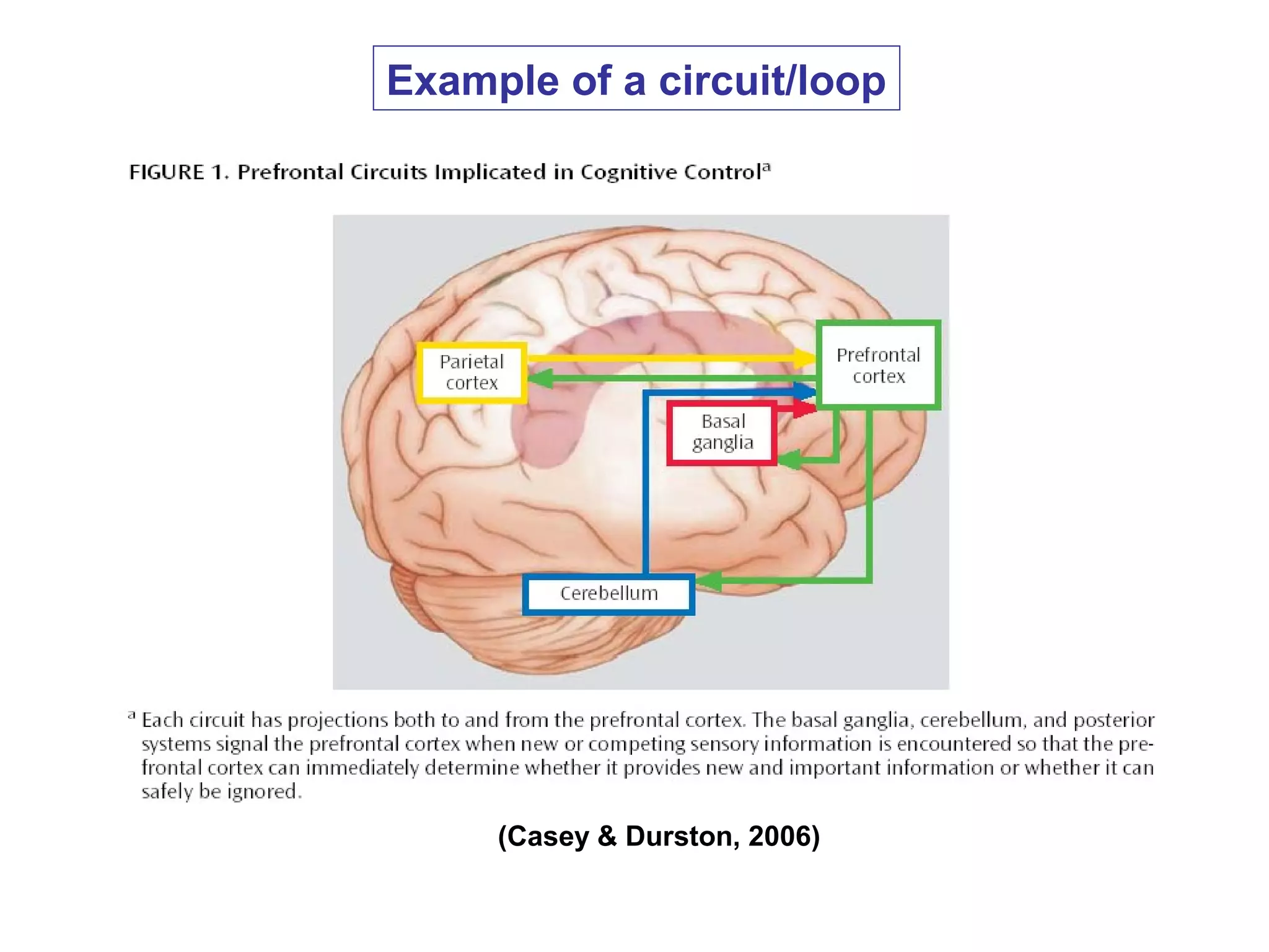 (Casey & Durston, 2006)
Example of a circuit/loop
 