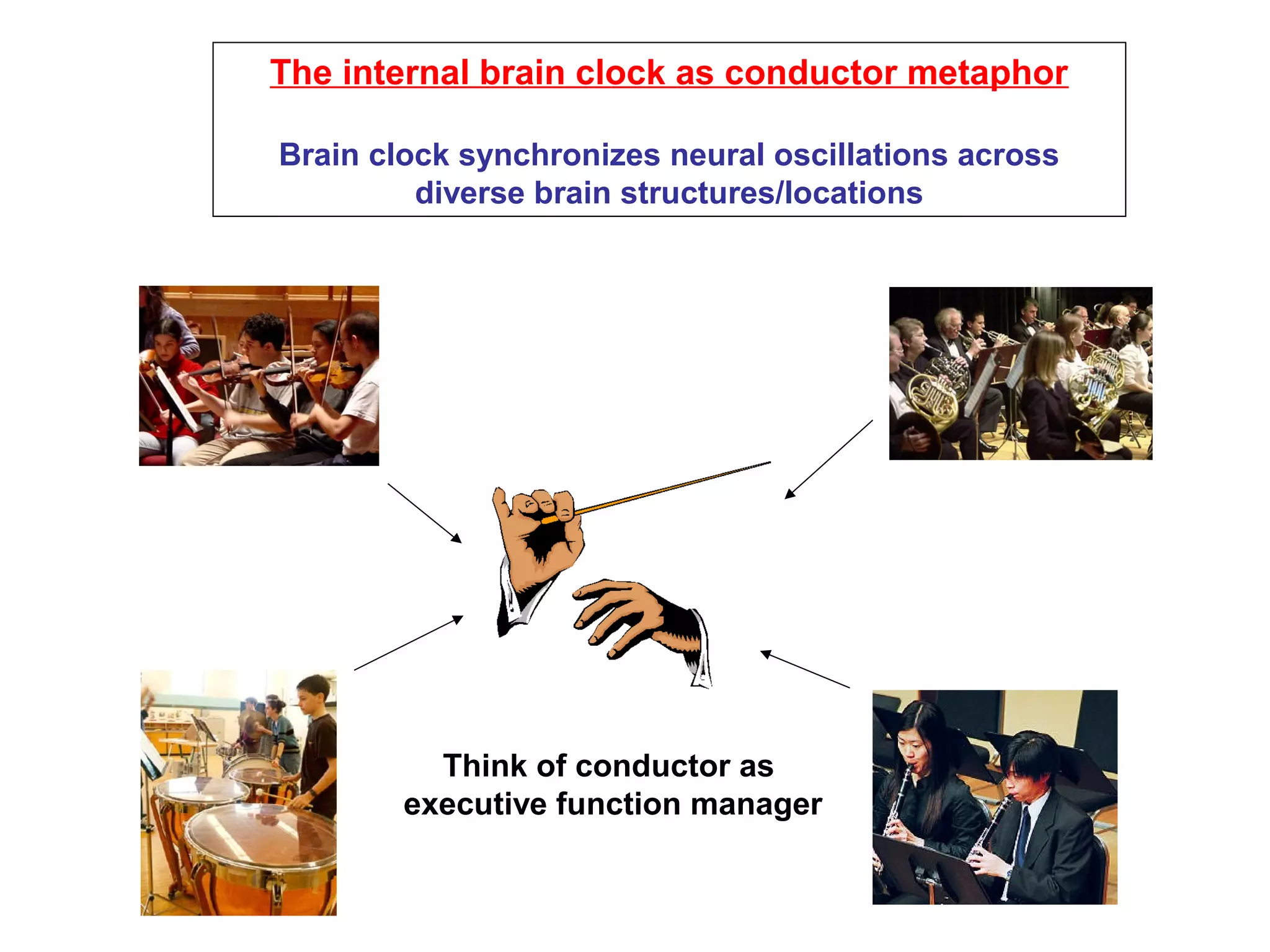 The internal brain clock as conductor metaphor
Brain clock synchronizes neural oscillations across
diverse brain structures/locations
Think of conductor as
executive function manager
 