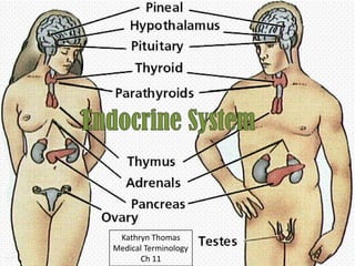 Endocrine System Kathryn Thomas Medical Terminology Ch 11  