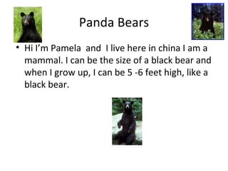 Panda Bears ,[object Object]