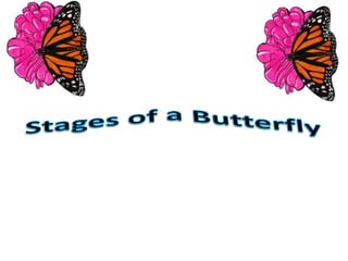 Stages of a Butterfly 