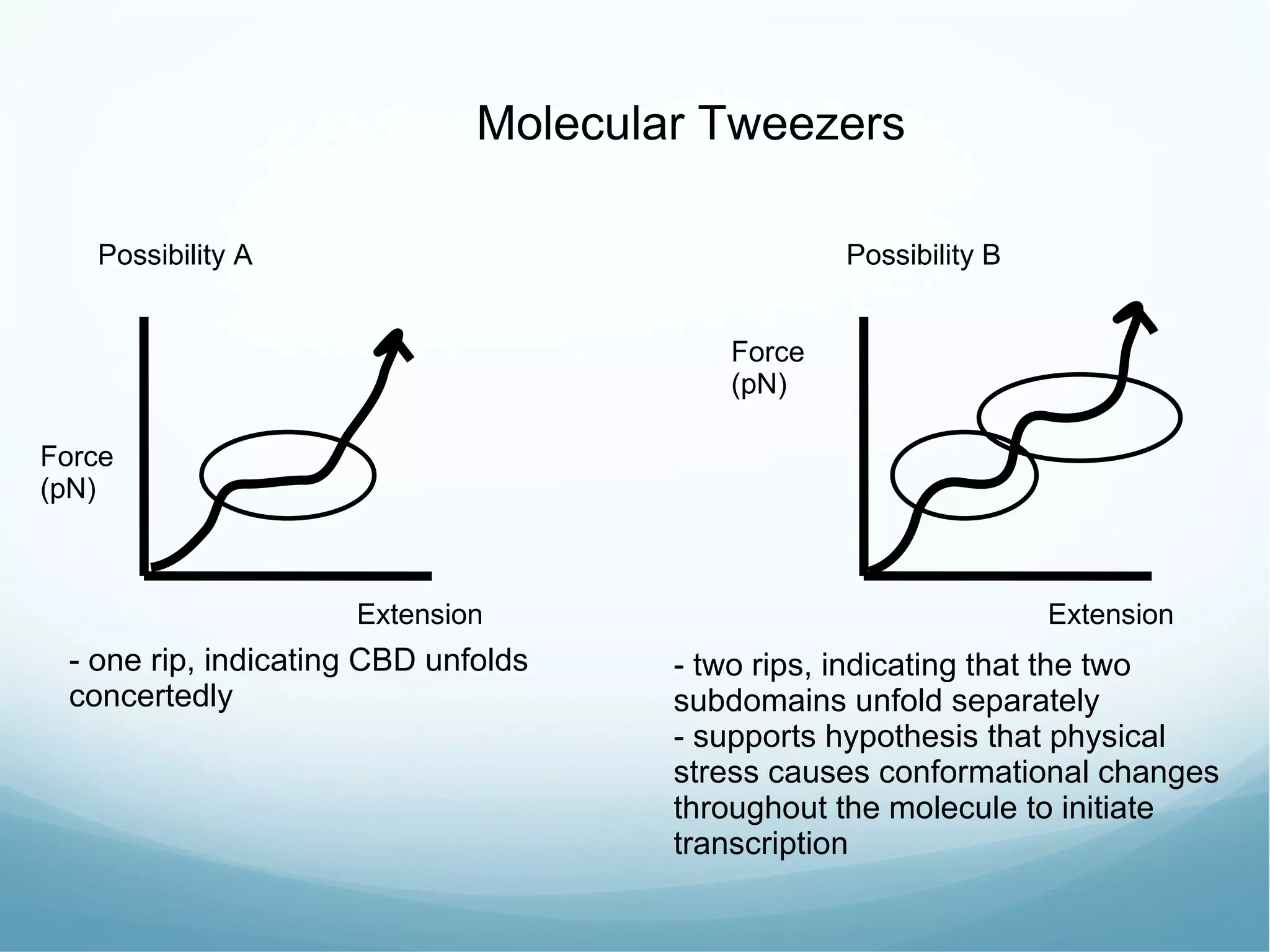 Molecular Tweezers Possibility A Possibility B - one rip, indicating CBD unfolds concertedly - two rips, indicating that the two subdomains unfold separately - supports hypothesis that physical stress causes conformational changes throughout the molecule to initiate transcription Force (pN) Force (pN) Extension Extension 