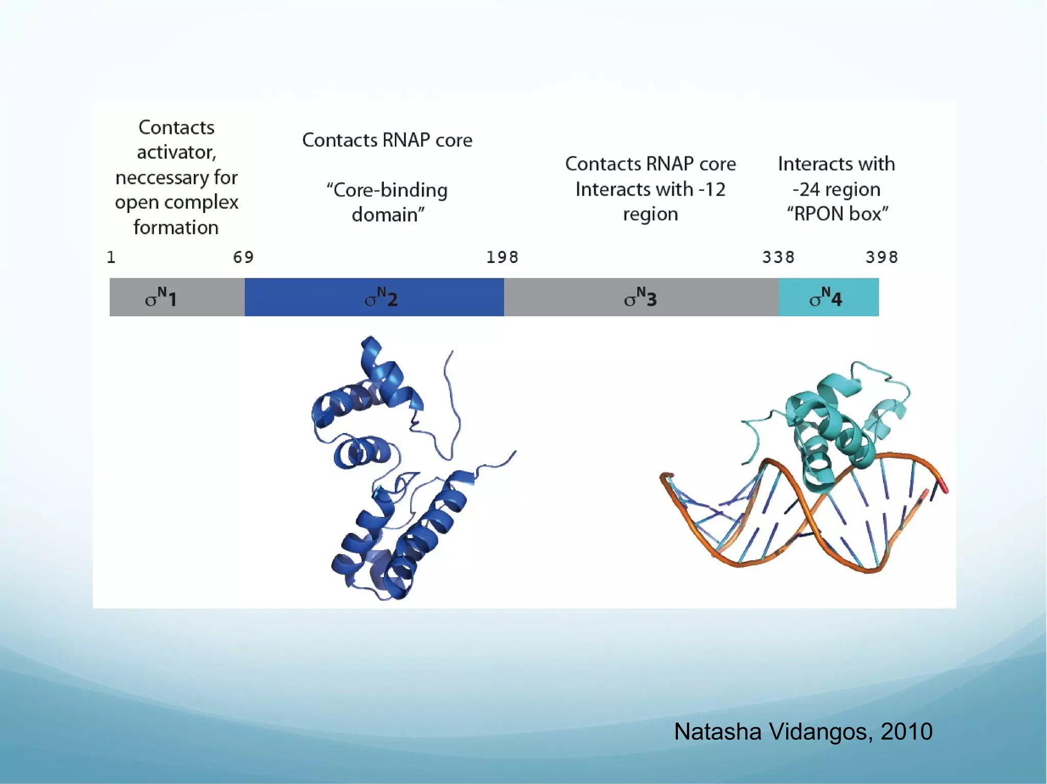 Natasha Vidangos, 2010 