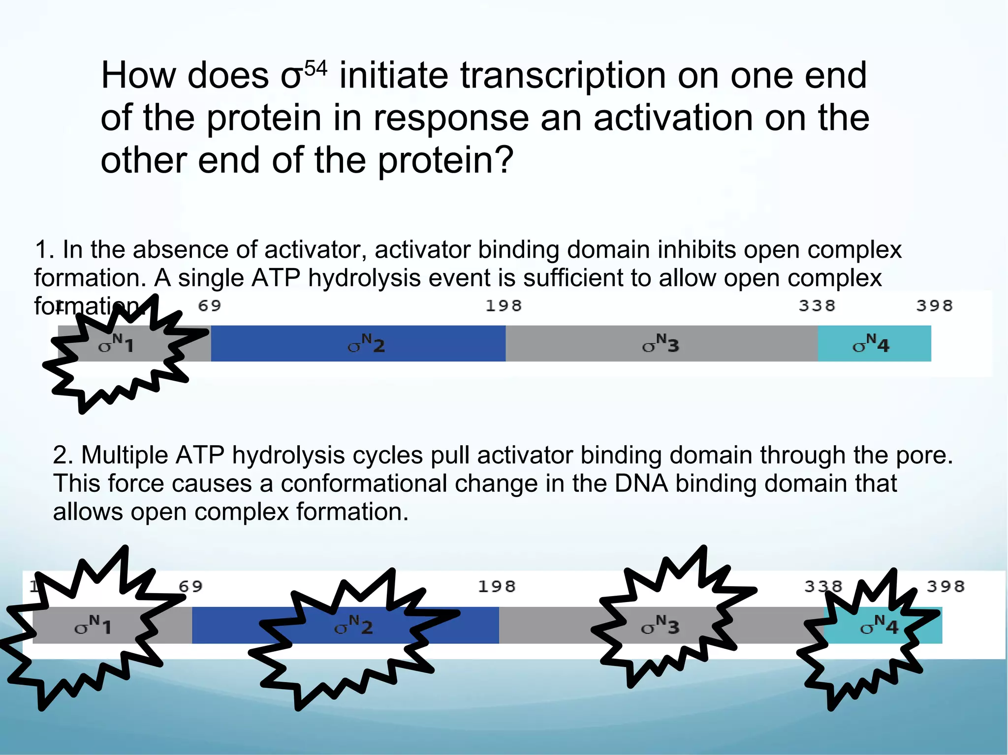 How does  σ 54  initiate transcription on one end of the protein in response an activation on the other end of the protein? 1. In the absence of activator, activator binding domain inhibits open complex formation. A single ATP hydrolysis event is sufficient to allow open complex formation. 2. Multiple ATP hydrolysis cycles pull activator binding domain through the pore. This force causes a conformational change in the DNA binding domain that allows open complex formation. 