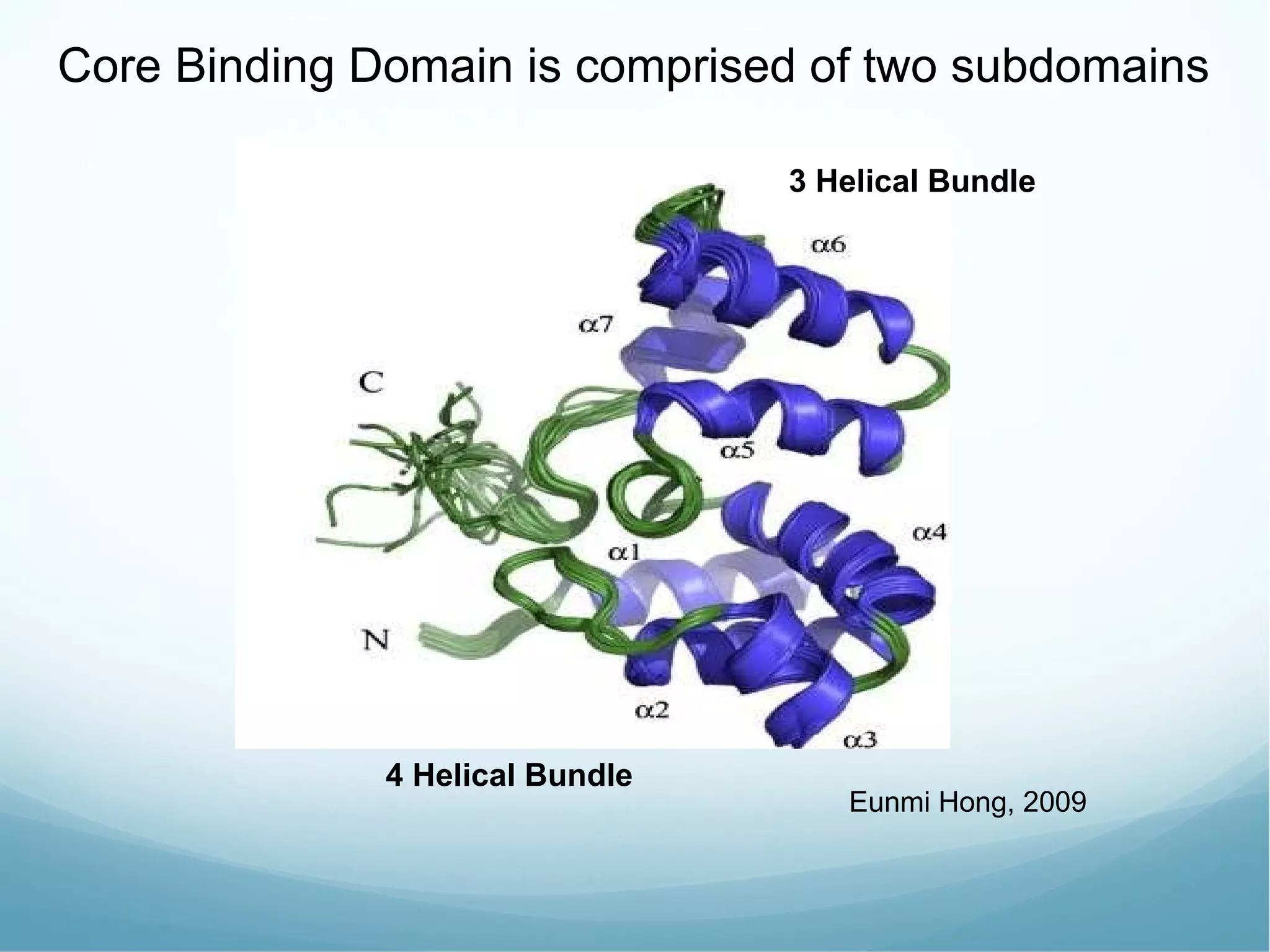 Core Binding Domain is comprised of two subdomains Eunmi Hong, 2009 3 Helical Bundle 4 Helical Bundle 