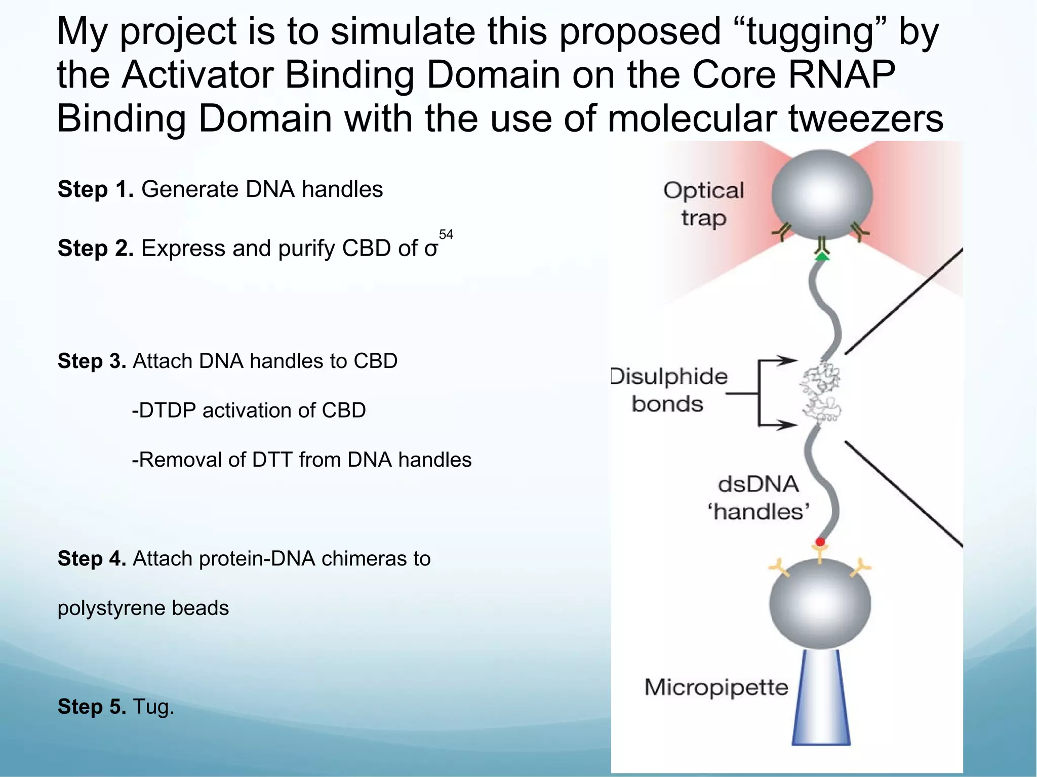 Step 1.  Generate DNA handles Step 2.  Express and purify CBD of σ 54 Step 3.  Attach DNA handles to CBD  -DTDP activation of CBD -Removal of DTT from DNA handles Step 4.  Attach protein-DNA chimeras to polystyrene beads Step 5.  Tug.  My project is to simulate this proposed “tugging” by the Activator Binding Domain on the Core RNAP Binding Domain with the use of molecular tweezers  