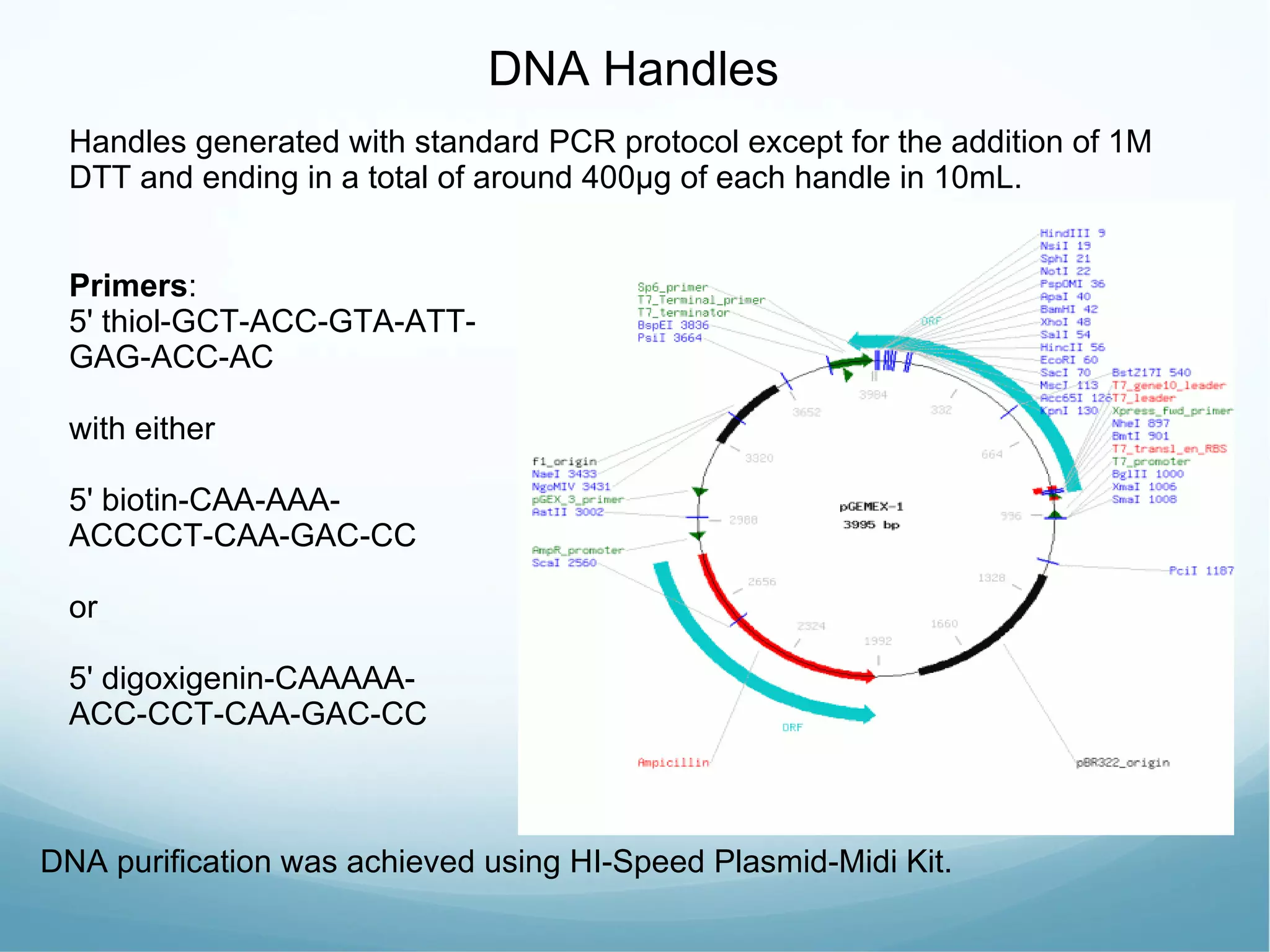 DNA Handles Primers : 5' thiol-GCT-ACC-GTA-ATT-GAG-ACC-AC with either 5' biotin-CAA-AAA-ACCCCT-CAA-GAC-CC or  5' digoxigenin-CAAAAA-ACC-CCT-CAA-GAC-CC Handles generated with standard PCR protocol except for the addition of 1M DTT and ending in a total of around 400 μg of each handle in 10mL.  DNA purification was achieved using HI-Speed Plasmid-Midi Kit. 