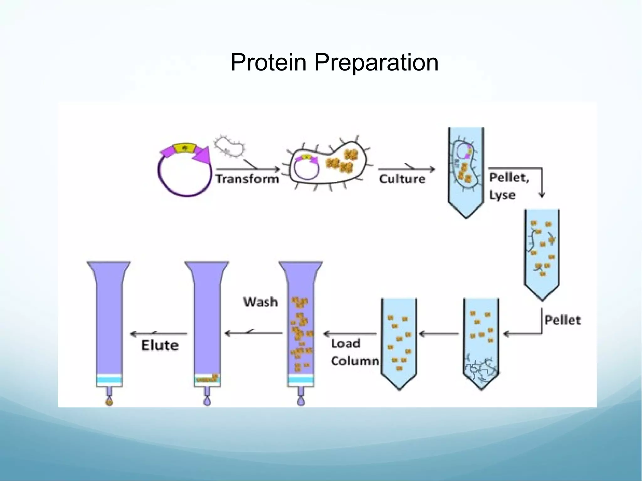 Protein Preparation 
