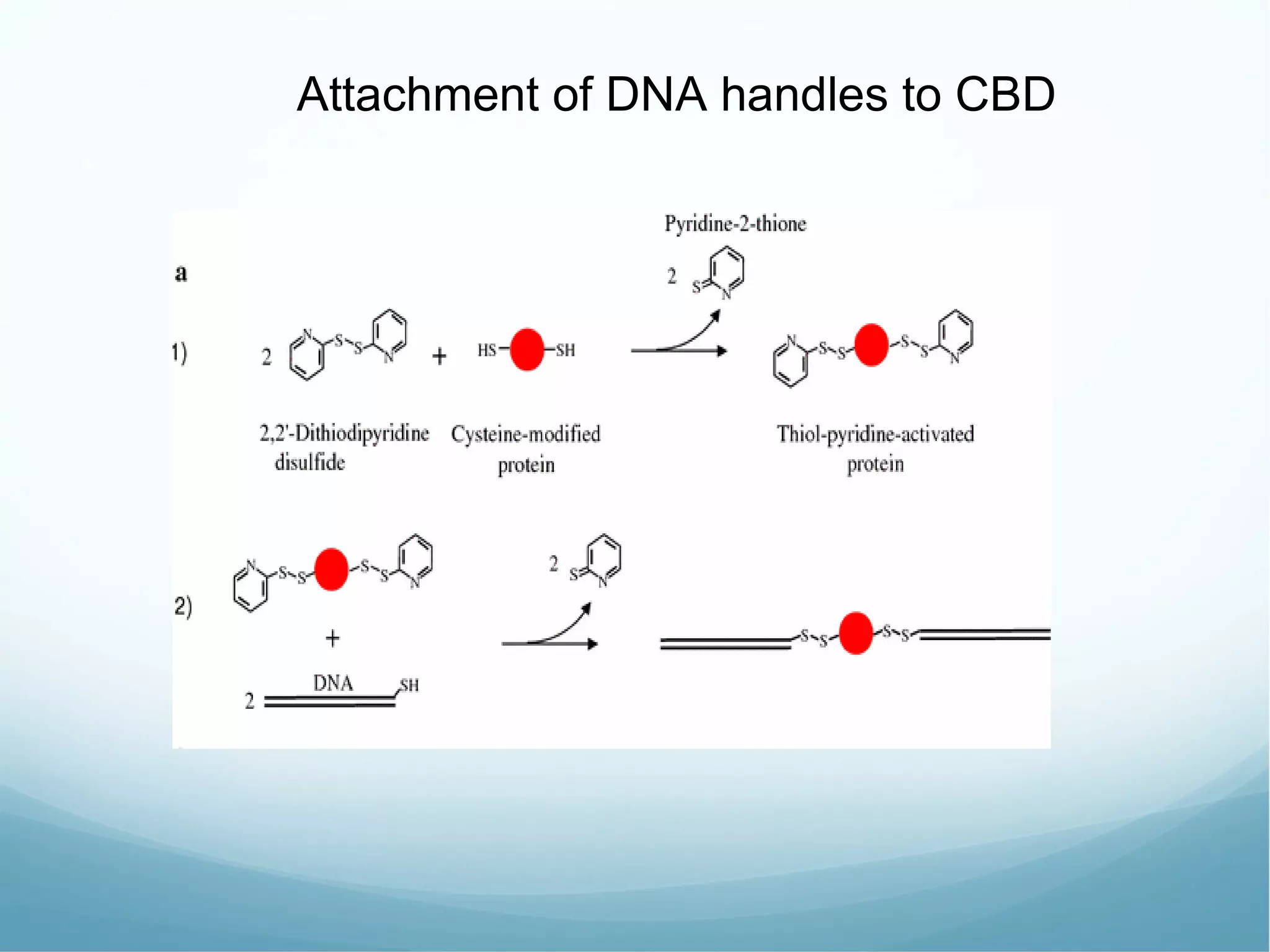 Attachment of DNA handles to CBD 