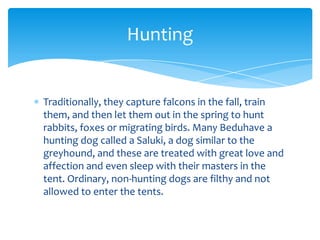 Hunting


Traditionally, they capture falcons in the fall, train
them, and then let them out in the spring to hunt
rabbits, foxes or migrating birds. Many Beduhave a
hunting dog called a Saluki, a dog similar to the
greyhound, and these are treated with great love and
affection and even sleep with their masters in the
tent. Ordinary, non-hunting dogs are filthy and not
allowed to enter the tents.
 