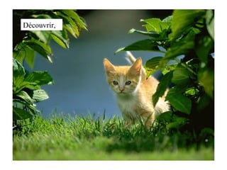 Découvrir, 