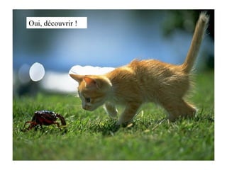 Oui, découvrir ! 