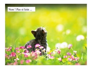 Non ! Pas si loin ... 