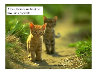 Alors, faisons un bout de brousse ensemble 