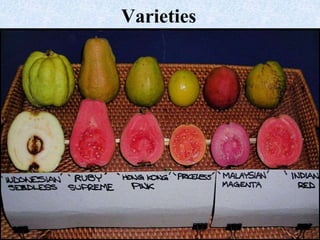 GUAVA PROCESSING | PPTX