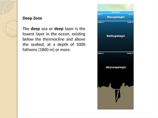 Deep Zone
The deep sea or deep layer is the
lowest layer in the ocean, existing
below the thermocline and above
the seabed, at a depth of 1000
fathoms (1800 m) or more.
 