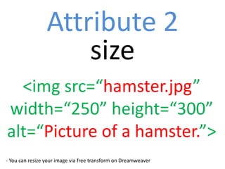 Attribute 2
                     size
  <img src=“hamster.jpg”
width=“250” height=“300”
alt=“Picture of a hamster.”>
- You can resize your image via free transform on Dreamweaver
 