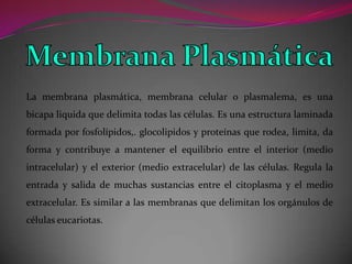 La membrana plasmática, membrana celular o plasmalema, es una
bicapa liquida que delimita todas las células. Es una estructura laminada
formada por fosfolípidos,. glocolipidos y proteínas que rodea, limita, da
forma y contribuye a mantener el equilibrio entre el interior (medio

intracelular) y el exterior (medio extracelular) de las células. Regula la
entrada y salida de muchas sustancias entre el citoplasma y el medio
extracelular. Es similar a las membranas que delimitan los orgánulos de
células eucariotas.

 