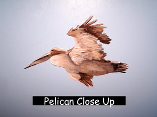 Pelican Close Up 