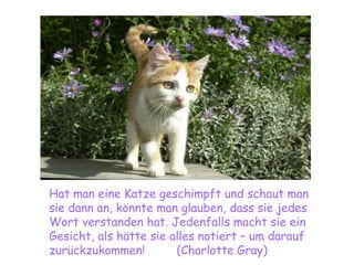 Hat man eine Katze geschimpft und schaut man sie dann an, könnte man glauben, dass sie jedes Wort verstanden hat. Jedenfalls macht sie ein Gesicht, als hätte sie alles notiert – um darauf zurückzukommen!  (Charlotte Gray) 