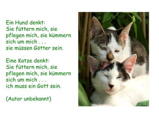 Ein Hund denkt: Sie füttern mich, sie pflegen mich, sie kümmern sich um mich . . . sie müssen Götter sein. Eine Katze denkt: Sie füttern mich, sie pflegen mich, sie kümmern sich um mich . . . ich muss ein Gott sein. (Autor unbekannt) 