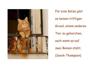 Für eine Katze gibt es keinen triftigen Grund, einem anderen Tier zu gehorchen, auch wenn es auf zwei Beinen steht. (Sarah Thompson) 