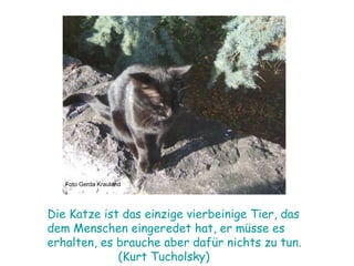 Foto Gerda Krauland Die Katze ist das einzige vierbeinige Tier, das dem Menschen eingeredet hat, er müsse es erhalten, es brauche aber dafür nichts zu tun. (Kurt Tucholsky) 