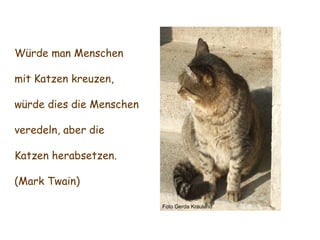 Foto Gerda Krauland Würde man Menschen mit Katzen kreuzen, würde dies die Menschen veredeln, aber die Katzen herabsetzen. (Mark Twain) 