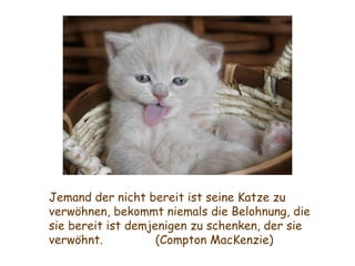 Jemand der nicht bereit ist seine Katze zu verwöhnen, bekommt niemals die Belohnung, die sie bereit ist demjenigen zu schenken, der sie verwöhnt. (Compton MacKenzie) 