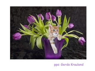 pps: Gerda Krauland 
