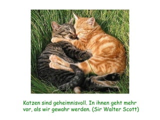 Katzen sind geheimnisvoll. In ihnen geht mehr  vor, als wir gewahr werden. (Sir Walter Scott) 
