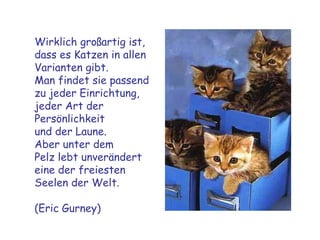 Wirklich großartig ist, dass es Katzen in allen Varianten gibt. Man findet sie passend zu jeder Einrichtung, jeder Art der Persönlichkeit  und der Laune. Aber unter dem Pelz lebt unverändert eine der freiesten Seelen der Welt. (Eric Gurney) 